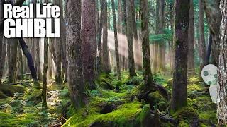 Exploring Japan's REAL LIFE GHIBLI Forest