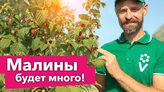 КАК ОБРЕЗАТЬ МАЛИНУ НА ЗИМУ? ДВОЙНОЙ УРОЖАЙ малины при такой обрезке осенью!