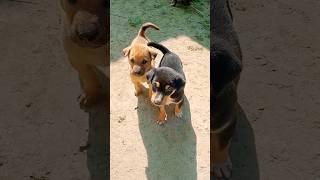 Puppy love...️#shorts #puppy