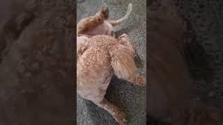 # I love you cookie | Dion Gonzales