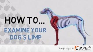 What to Do if Your Dog is Limping – 4 Easy to Follow Tips