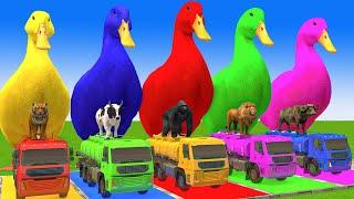 5 Giant Duck Cartoon,Cow,Elephant,Tiger,Lion,Gorilla, Paint Wild Animals Crossing Fountain Animation