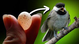 Fascinating 8 min Time-Lapse of Empty Nest to Fledging | Chickadee Live Nest Box Cam