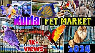 Kurla Pet Market | Kurla Fish Market | Kurla Pet Shop | Kurla Pet Market Cat | Kurla Pet #pets