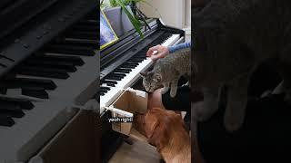 Piano with Animals