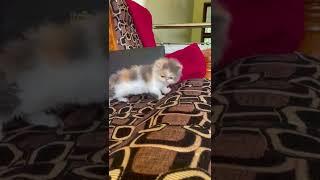 CFA LINEAGE calico persian kitten for sale| All India delivery