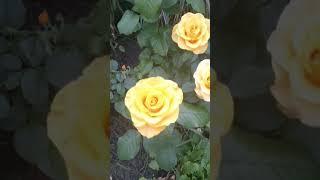 Роза красная Summer song, жёлтая Керио, вербейник, ель Коника, ель голубая #летовсаду#цветы#хвойные