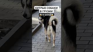 Я В ШОКЕ С СОБАК В ГРУЗИИ#грузия