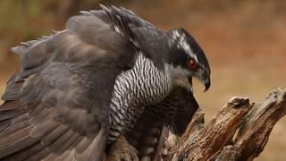 Northern goshawk, Accipiter gentilis