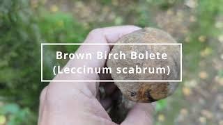 Brown birch bolete - Foraging mushrooms UK (Leccinum scabrum)