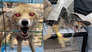 This wild animal tried to attack me, see what I did?! - Vet Rami Awwad