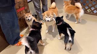 Visited Japan's Cute Mame-Shiba Dog Cafe / Tokyo Asakusa 