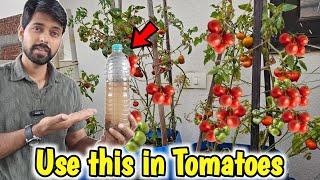 How to Grow Tomatoes  at Home/Garden, 9 hacks to Grow Organic Tomatoes