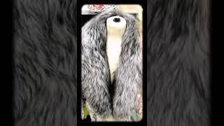 Воротник шалька из чернобурка. Пошив мехового воротника Москва