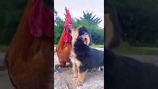 #chuuti#dog#cock# enjoy the life#