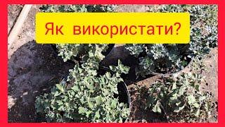 Про погану хризантему та негативні коментаріВдячна всім хто зі мною#українськийконтент