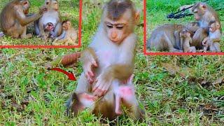 Oh, Tiny monkey Lily is trying to play with baby monkey Jacee. Look so lovely.