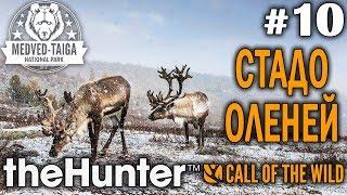 theHunter call of the wild #10  - Стадо Оленей - Арбалет, Винтовка - Олень, Кабан