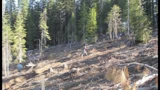 60 Second Forester- Clearcutting