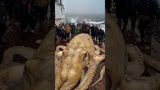 A huge octopus spouted a fountain of water