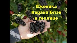 Ежевика Карака Блэк в теплице