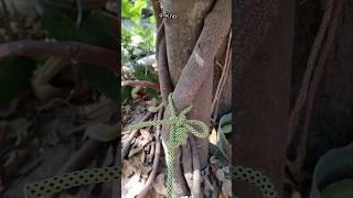 Secret Knot #ropework #practical #ropetutorial