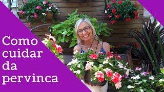 Como cuidar e fazer muda da Pervinca e ter um jardim mais florido | Flávia Kremer