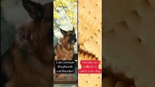 Can German Shepherds eat biscuits #pets #dogs #doglover #doghealth