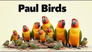 Birds 246 Minutes Beautiful Sounds Watch Birds Eat Relaxing, Sounds For Lonely BirdsPaul For Birds