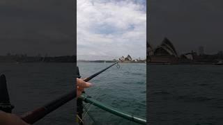 Busted off by bug kingfish #sydneykingfish #sydneyharbour #fishing #kingfish #sydneyfishing #fish