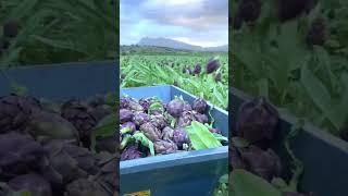 healthy exotic fruits Exotic fruits tropical fruit