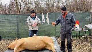 Traditia si pregatirea porcului pas cu pas  