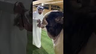 #new #vairal #shorts #video 15 June 2022 Hassangoatfarm beautiful goats and breed