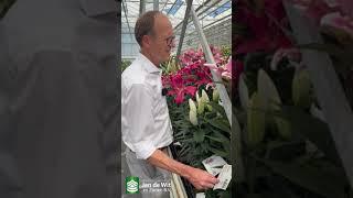 Welcome to our lily test greenhouse  @jandewitenzonenbv