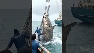 Massive Shark Caught! Crew Battles the Beast with Giant Net  #DeepSeaMonster #FishingAction