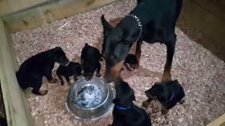 Dobermann Kennel - Aylık temizliğimizi de yaptık yeni doğuma hazırız.