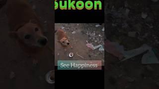See happiness #dog #doglover #feeding #shortfeed #trending #viralvideo #short #feeling #mr.cardoz