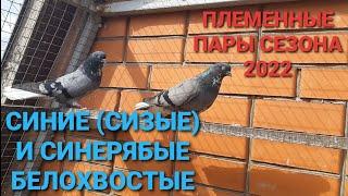 Синие и синерябые белохвостые. Племенные пары сезона 2022.Breeding pairs of pigeons of the 22 season