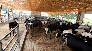 Moving Cattle into Brand New Barn