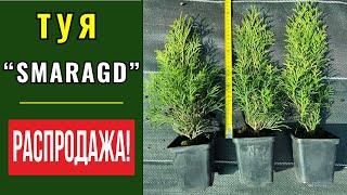 Туя "Smaragd". РАСПРОДАЖА !!!