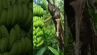 Pisang Cavendish di Kebun Kapulaga Super Muantul