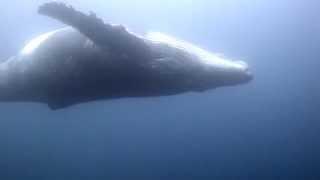Aqua Planet Promo video