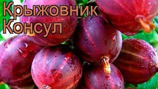 Крыжовник обыкновенная Консул (ribes grossularia)  обзор: как сажать, саженцы крыжовника Консул