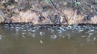 2 HARI MANCING IKAN TOMAN IKAN HAMPALA DAN IKAN LAIS