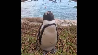 A Penguin Named Josephine: The BushWhisperer