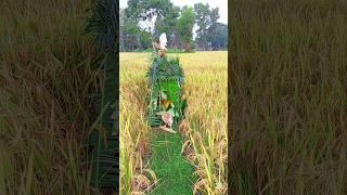 How to catch Italian bug#super#funny#video#India#Indonesia#United#Italy# #Vietnam#Brazil#Algeria#