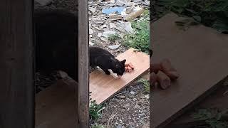 Помощь бездомным животным / твори добро #cat #бездомные_животные #бездомные_животные #животные