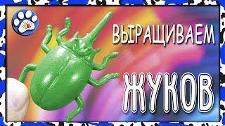 Выращиваем ЖУКОВ (какое НАСЕКОМОЕ появится)