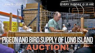 Pigeon & Bird Supply of Long Island - [PIGEON AUCTION] ️️️