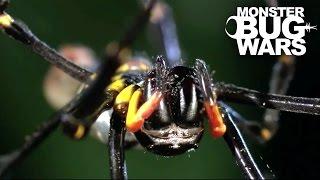 Spiny Tree Cricket Vs Golden Orb Weaver | MONSTER BUG WARS